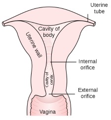 Anatomy of the uterus and cervix